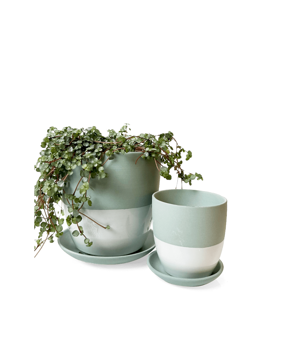 Dyad Porcelain Modern Indoor Plant Pot With Saucer Kits - Chive US Wholesale