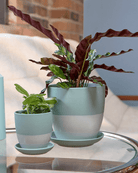 Dyad Porcelain Modern Indoor Plant Pot With Saucer - Chive US Wholesale