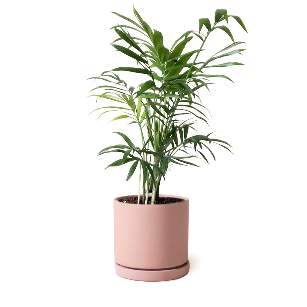 Dojo Porcelain Modern Indoor Plant Pot With Saucer - Chive US Wholesale