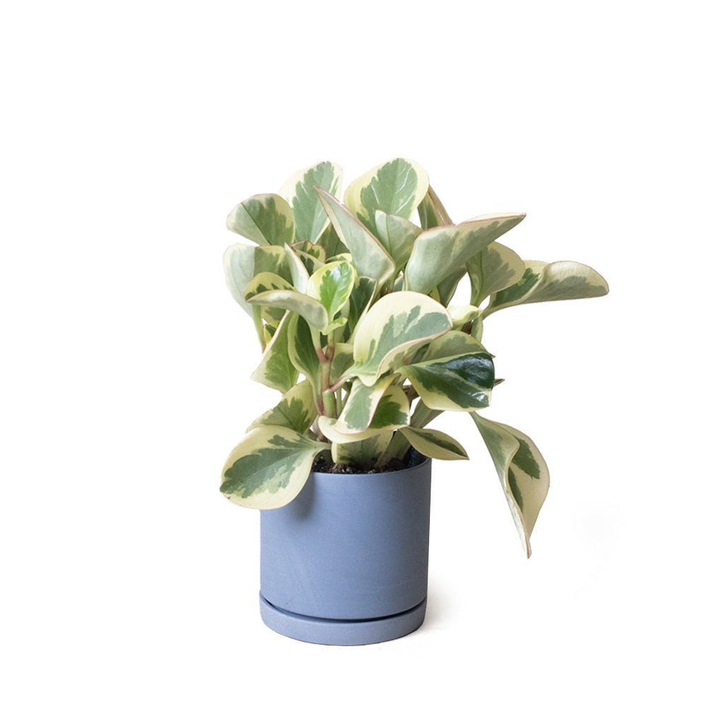 Dojo Porcelain Modern Indoor Plant Pot With Saucer - Chive US Wholesale