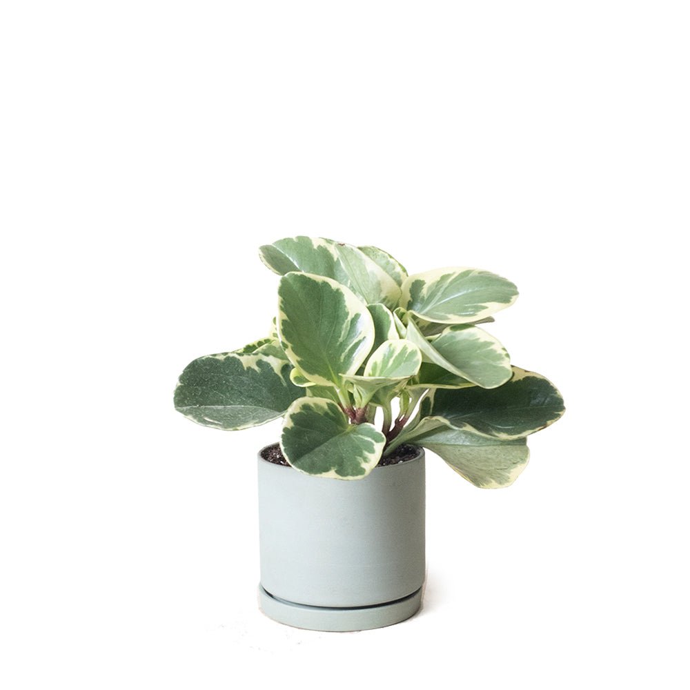 Dojo Porcelain Modern Indoor Plant Pot With Saucer - Chive US Wholesale