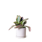 Dojo Porcelain Modern Indoor Plant Pot With Saucer - Chive US Wholesale