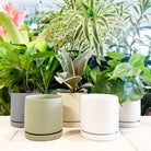 Dojo Porcelain Modern Indoor Plant Pot With Saucer Sets - Chive US Wholesale