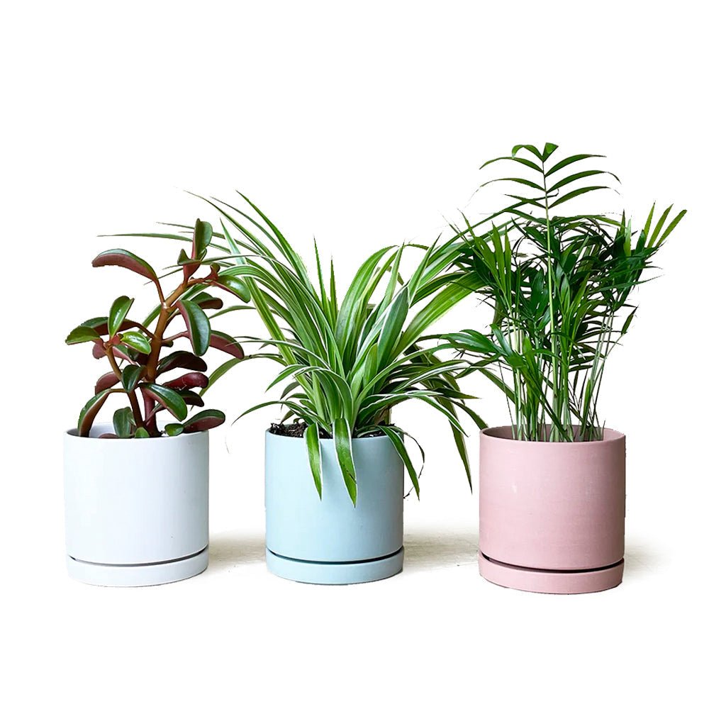 Dojo Porcelain Modern Indoor Plant Pot With Saucer - Chive US Wholesale