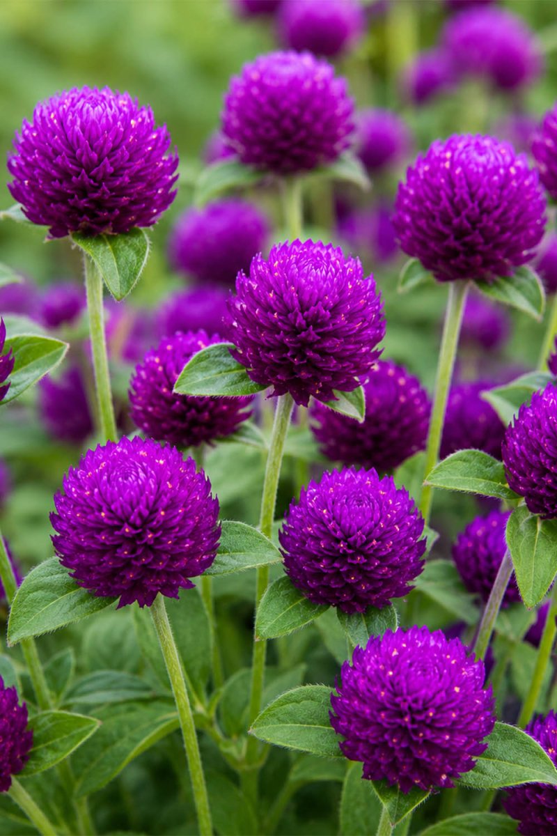 Dwarf Buddy Mix Flower Seeds Packet - Chive US Wholesale