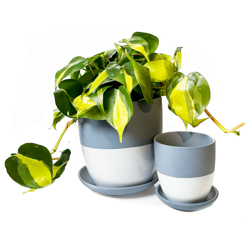 Dyad Porcelain Modern Indoor Plant Pot With Saucer - Chive US Wholesale