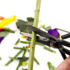 Edward Clippers Ikebana Pruning Scissors - Chive US Wholesale