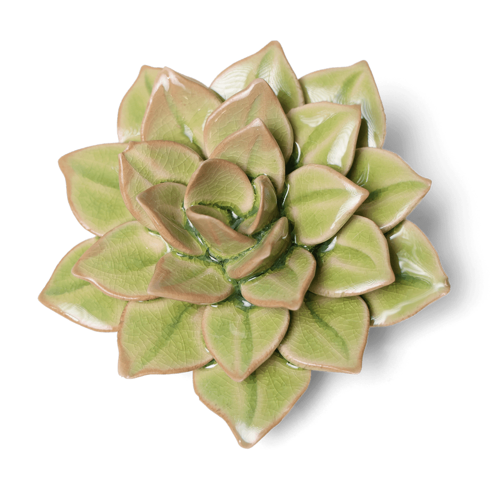 English Garden Ceramic Flower Green Medium Succulent - Chive US Wholesale