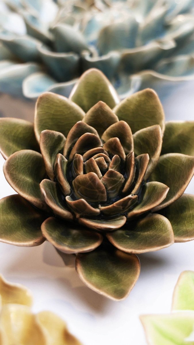 EG01 Olive Green Echeveria - Chive US Wholesale
