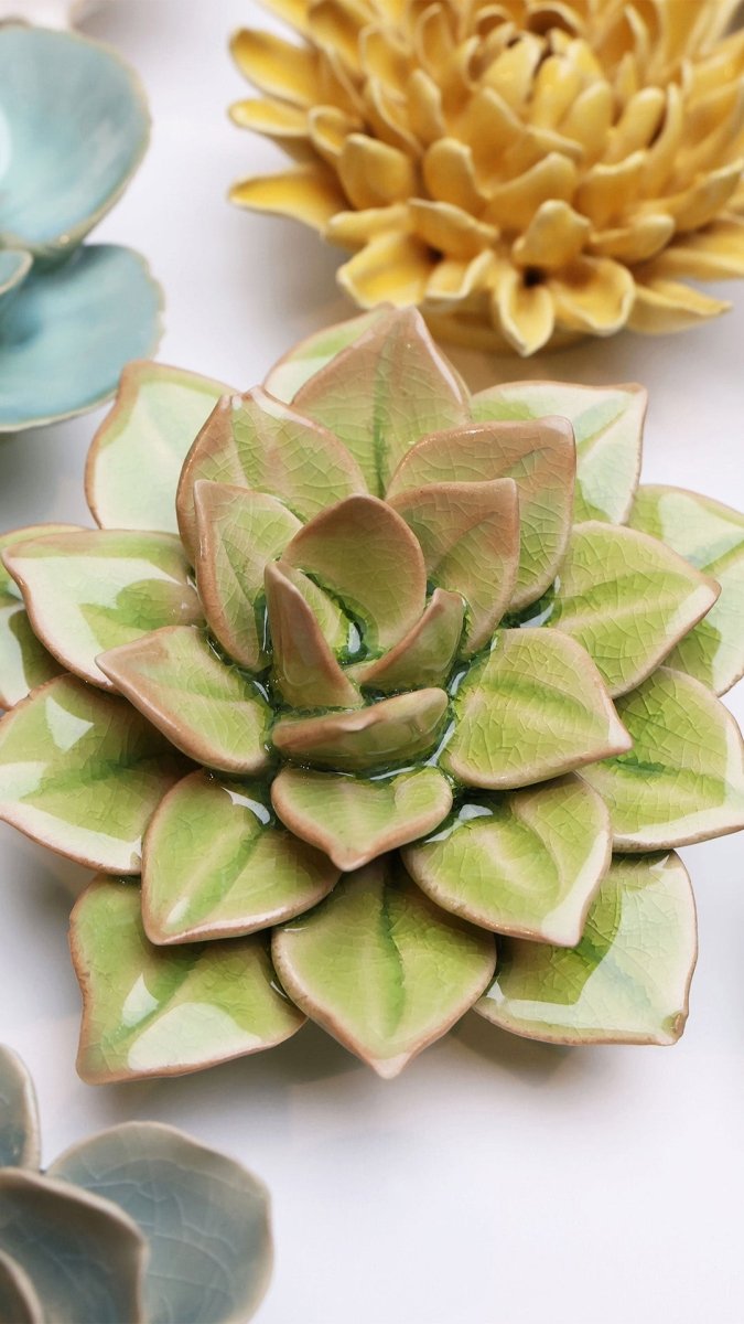 EG10 Peridot Green Fairy Echeveria - Chive US Wholesale