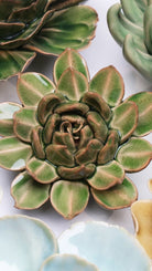 EG12 Avocado Green Firecracker Succulent - Chive US Wholesale
