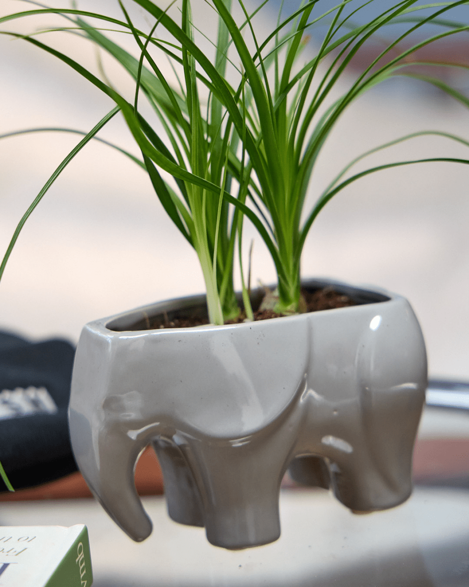 Elephant Ceramic Indoor Plant Pot For Succulents - Chive US Wholesale