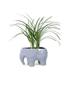 Elephant Ceramic Indoor Plant Pot Kit - Chive US Wholesale