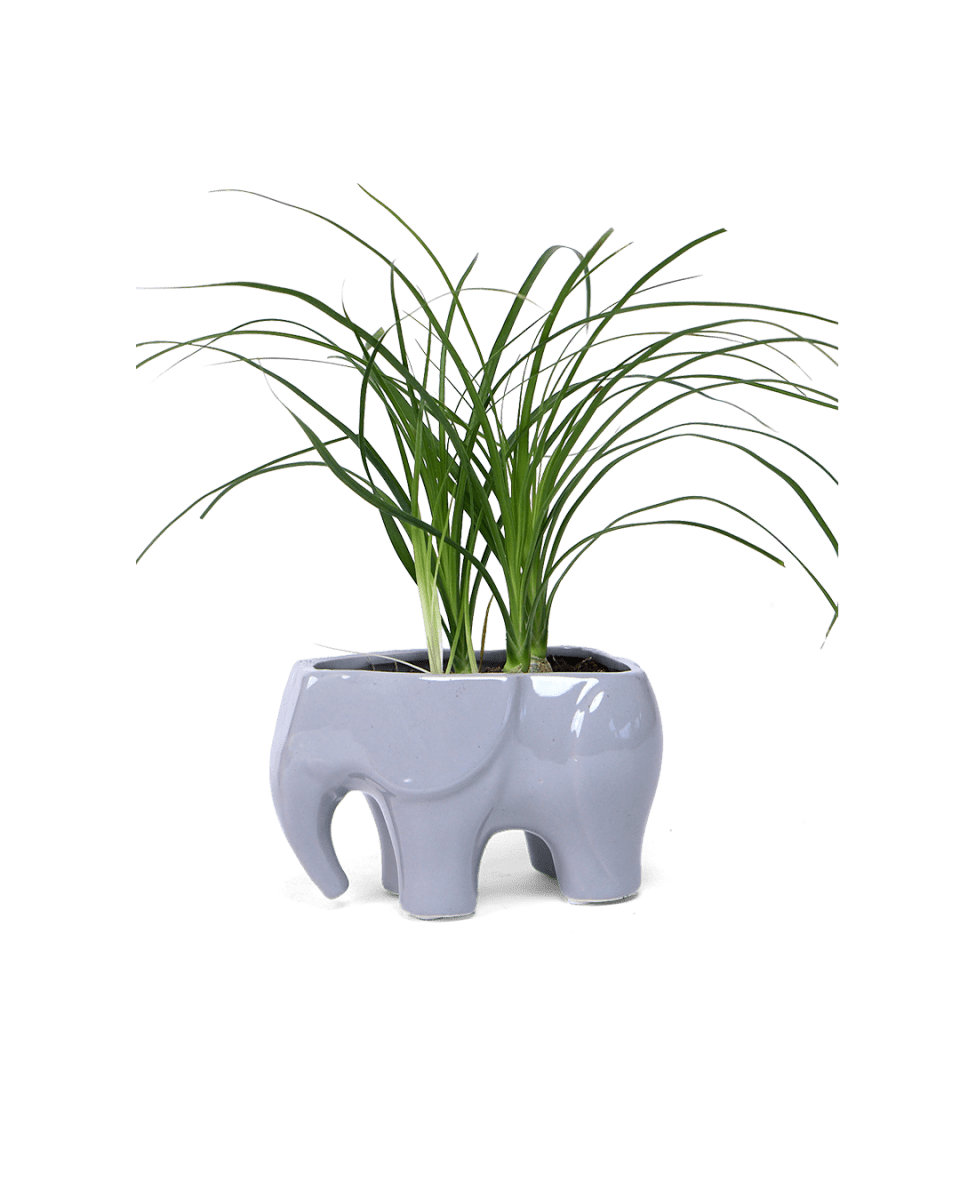 Elephant Ceramic Indoor Plant Pot Kit - Chive US Wholesale