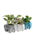 Elephant Ceramic Indoor Plant Pot Kit - Chive US Wholesale