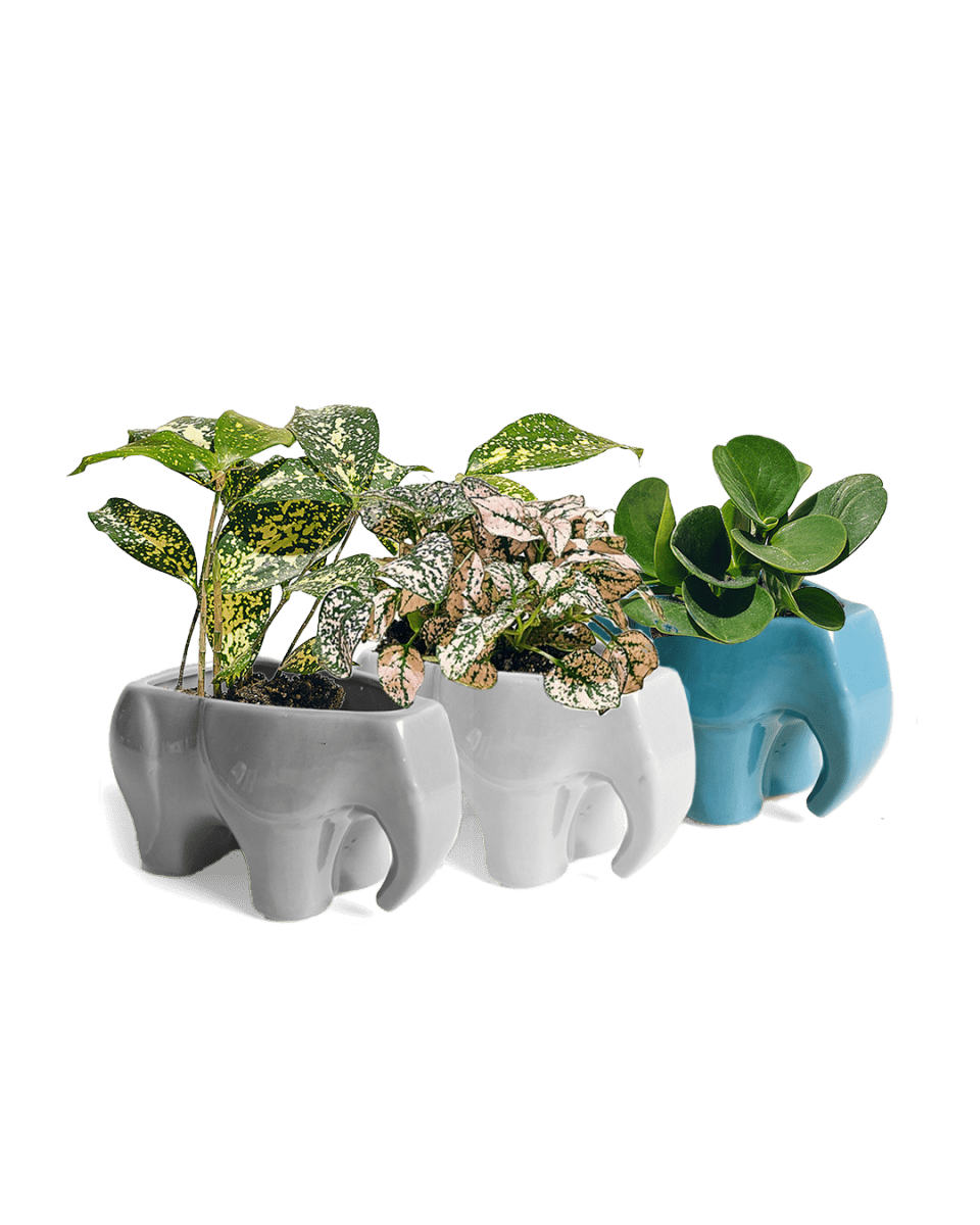 Elephant Ceramic Indoor Plant Pot Kit - Chive US Wholesale