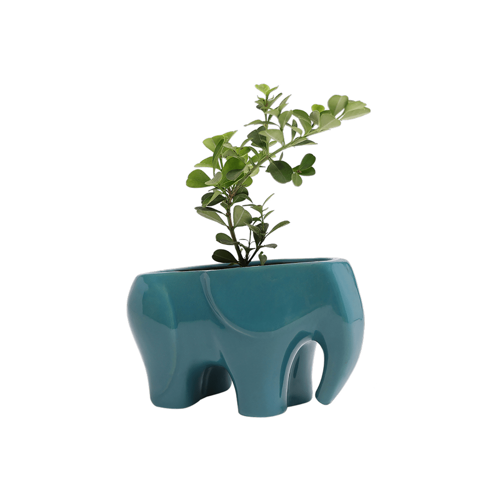 Elephant Ceramic Indoor Plant Pot For Succulents - Chive US Wholesale