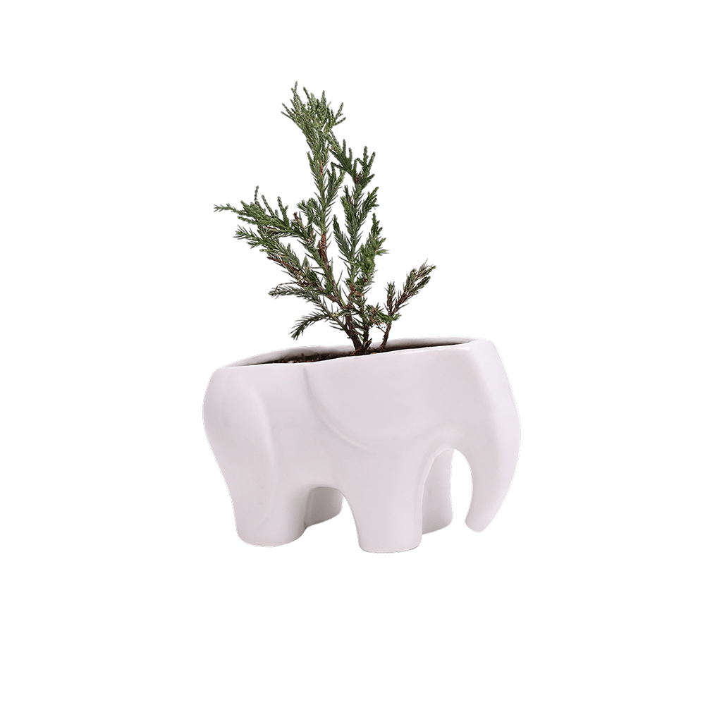 Elephant Ceramic Indoor Plant Pot For Succulents - Chive US Wholesale