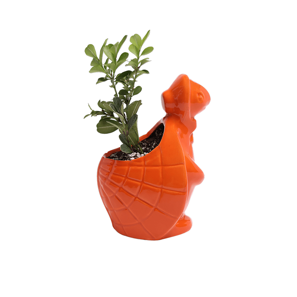 Turtle Ceramic Indoor Plant Pot For Succulents - Chive US Wholesale