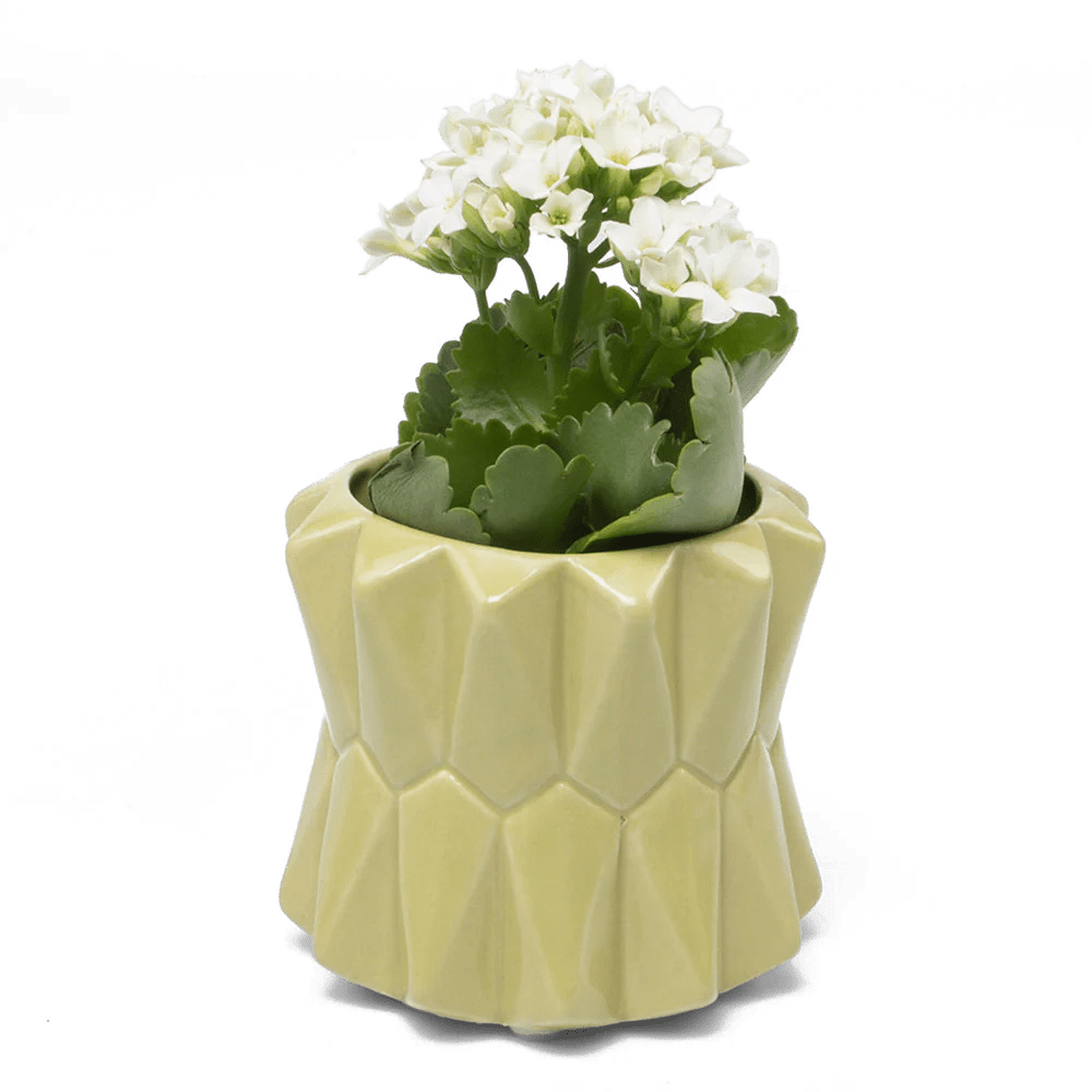 Fang Ceramic Modern Planter For Succulents - Chive US Wholesale