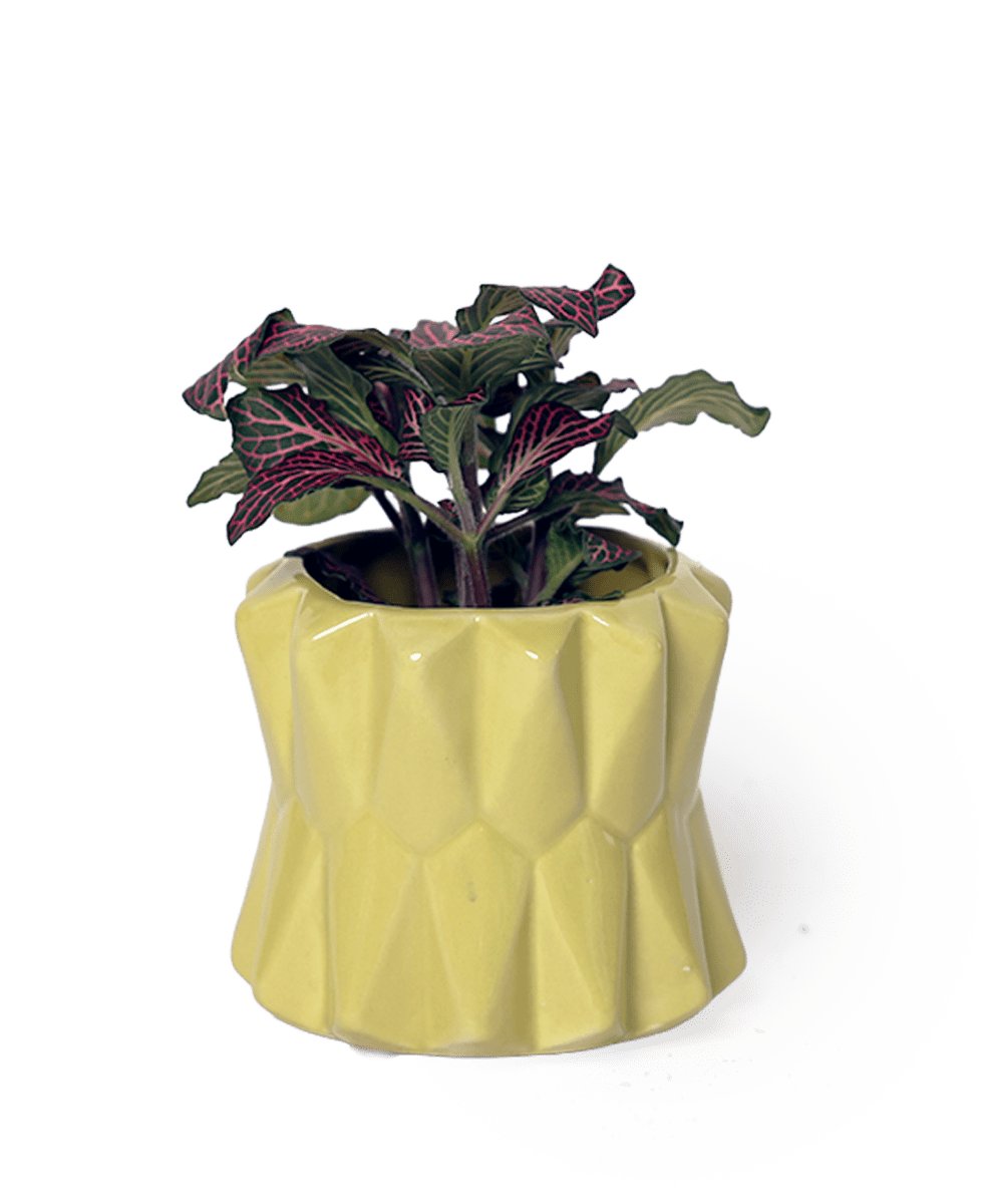 Fang Ceramic Modern Planter For Succulents - Chive US Wholesale