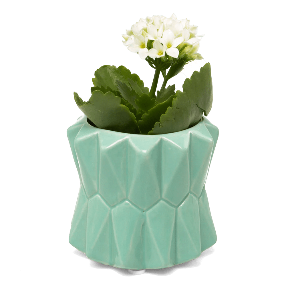 Fang Ceramic Modern Planter For Succulents - Chive US Wholesale