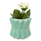 Fang Ceramic Modern Planter For Succulents - Chive US Wholesale