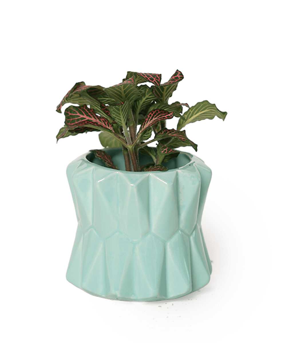 Fang Ceramic Modern Planter For Succulents - Chive US Wholesale