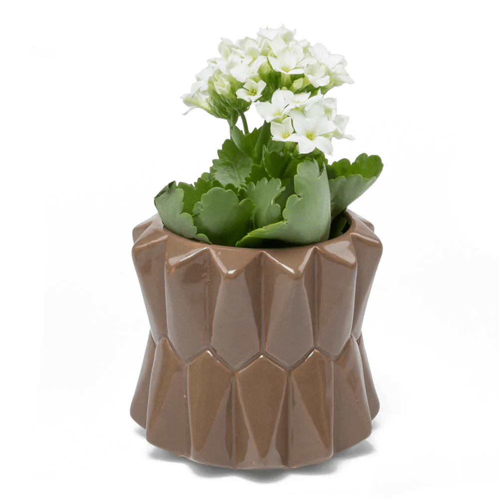 Fang Ceramic Modern Planter For Succulents - Chive US Wholesale