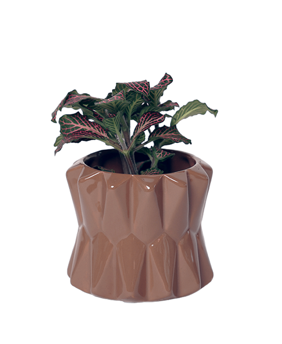 Fang Ceramic Modern Planter For Succulents - Chive US Wholesale