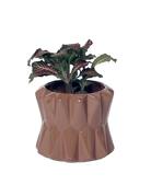 Fang Ceramic Modern Planter For Succulents - Chive US Wholesale