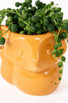 Fox Ceramic Indoor Plant Pot For Succulents - Chive US Wholesale