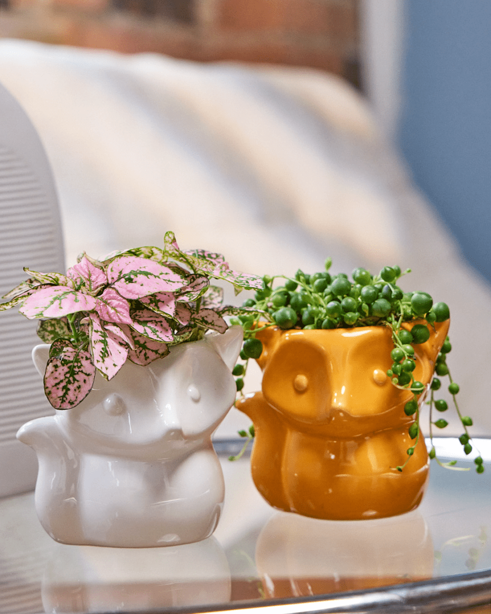 Fox Ceramic Indoor Plant Pot Kit - Chive US Wholesale