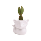 Fox Ceramic Indoor Plant Pot For Succulents - Chive US Wholesale