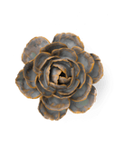 FR05 Pale Blue English Rose - Chive US Wholesale