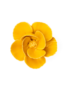 FR06 Burnt Yellow Poppy - Chive US Wholesale