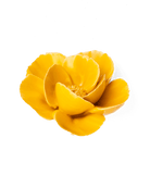 FR06 Burnt Yellow Poppy - Chive US Wholesale