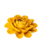 FR14 Burnt Yellow Empire Cabbage Flower - Chive US Wholesale