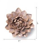 FR21 Pink Sand Starbrite Water Lily - Chive US Wholesale
