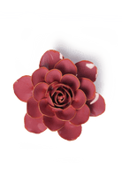 FR32 Blush Pink Begonia - Chive US Wholesale