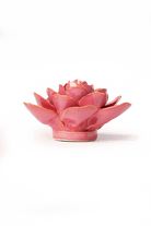 FR32 Blush Pink Begonia - Chive US Wholesale