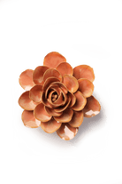 FR35 Peach Pink Begonia - Chive US Wholesale