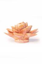 FR35 Peach Pink Begonia - Chive US Wholesale