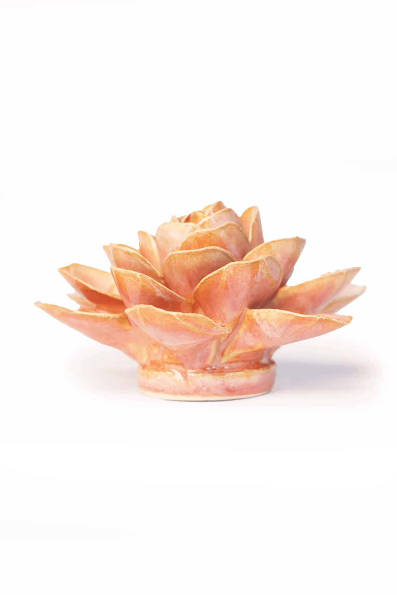 FR35 Peach Pink Begonia - Chive US Wholesale