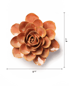 FR35 Peach Pink Begonia - Chive US Wholesale