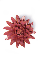 FR37 Blush Pink Strawflower - Chive US Wholesale