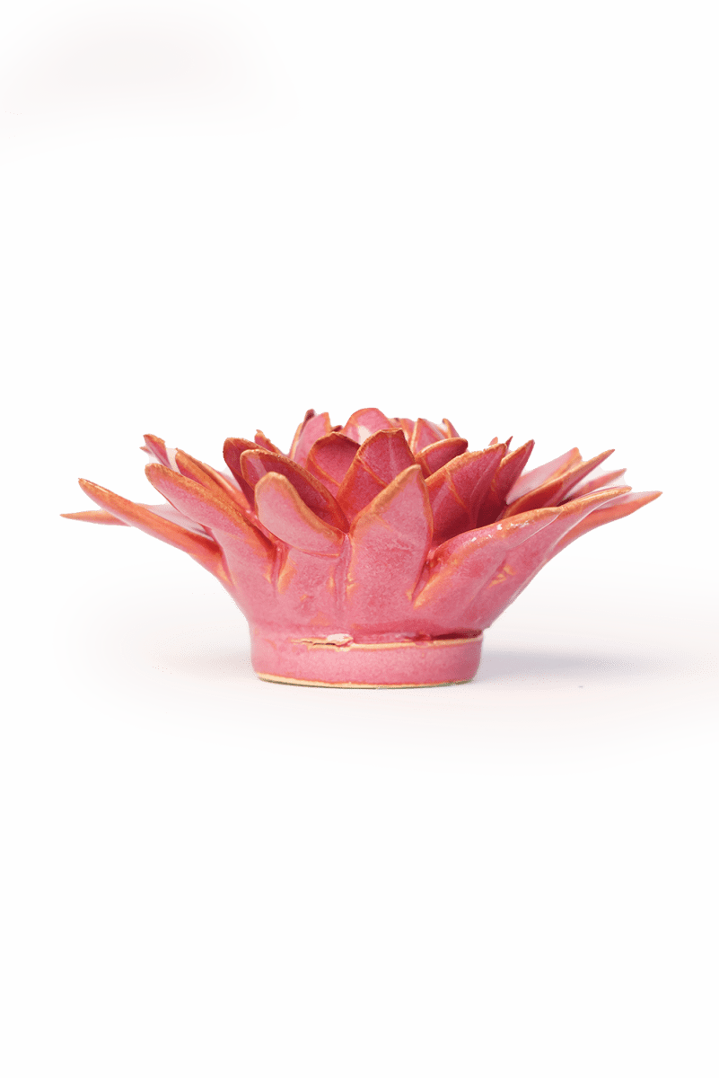 FR37 Blush Pink Strawflower - Chive US Wholesale