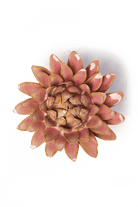 FR38 Rose Quartz Pink Strawflower - Chive US Wholesale