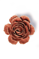 FR39 Champagne Pink English Rose - Chive US Wholesale