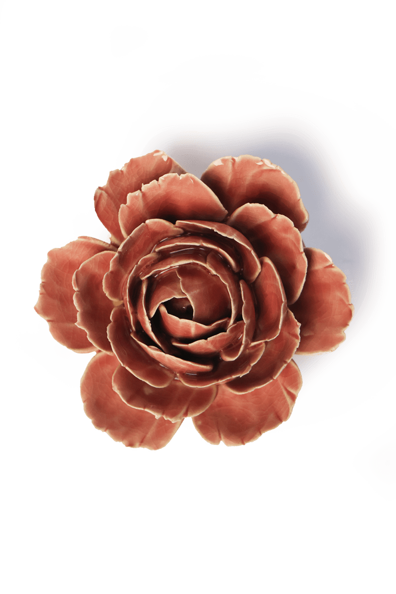 FR39 Champagne Pink English Rose - Chive US Wholesale